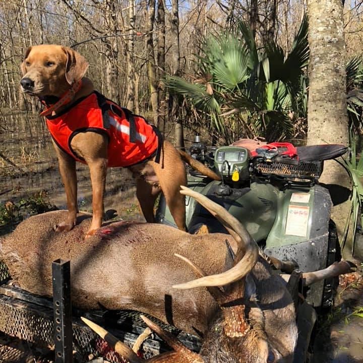 Armored Dog Tracking Dawg Vest