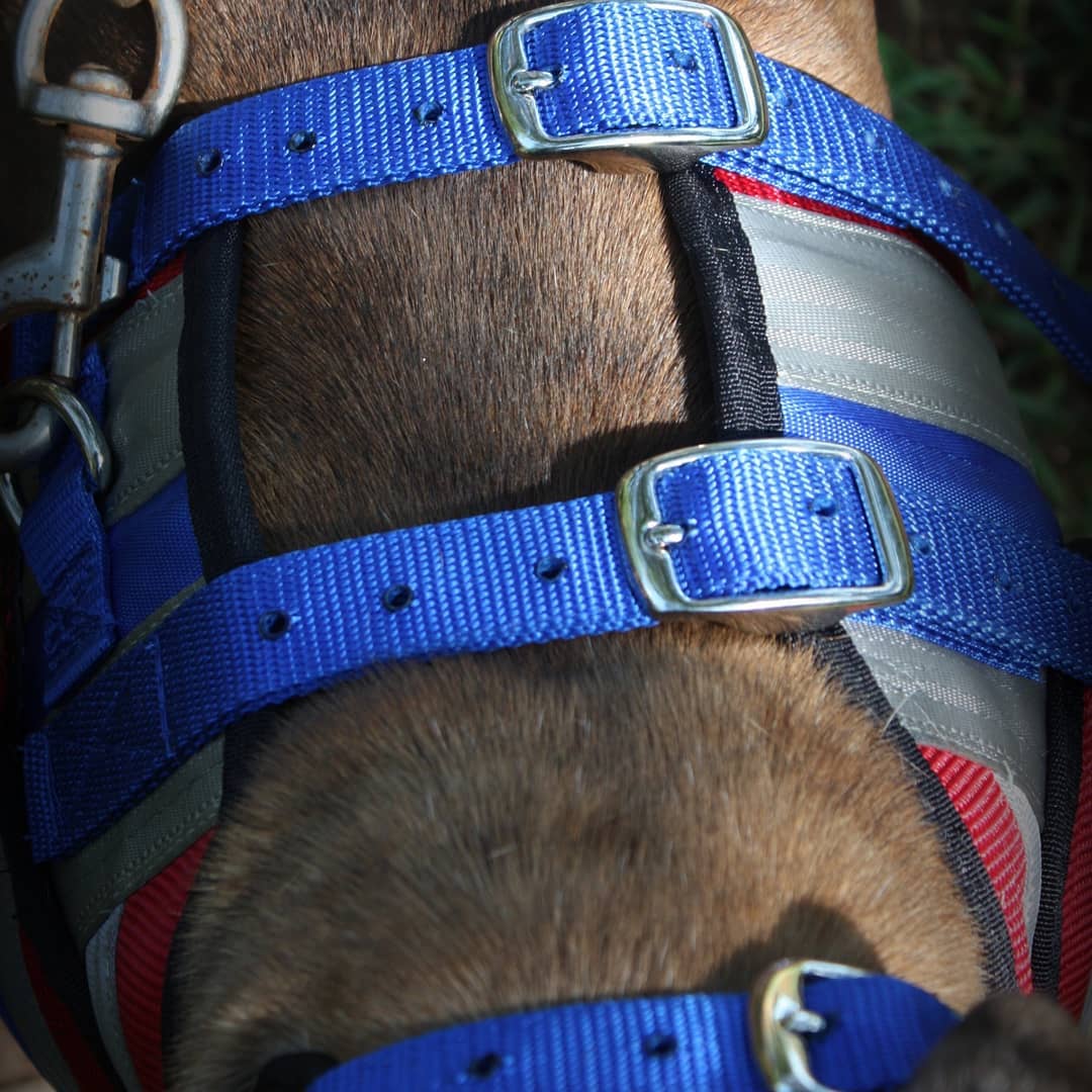 Aussie Style Pro Plate- Attached Collar Seatbelt