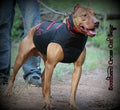 Dirty Dawg Catch Vest- Collar Separate Ballistics/Felt