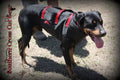 Dirty Dawg Full Vest- Bay/Strike Dog Vest